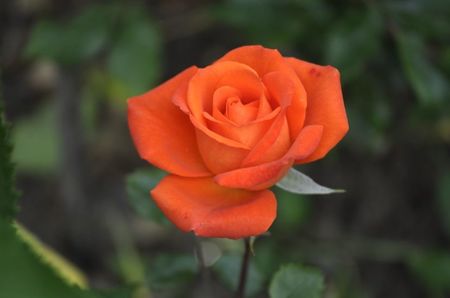 _DSC0092