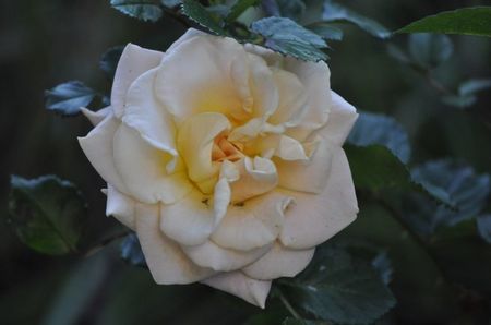 _DSC0523