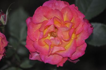 _DSC0004