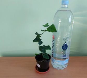 ; Pet-ul de apa de 2 Litri este pentru a va da seama de dimensiunea plantei.
