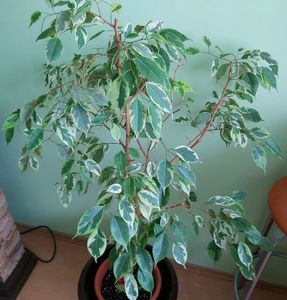 Ficus Banjamin variegat