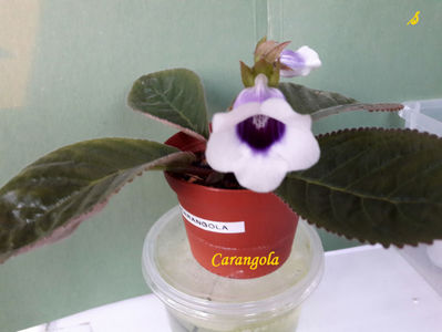 Carangola(6-06-2021)1