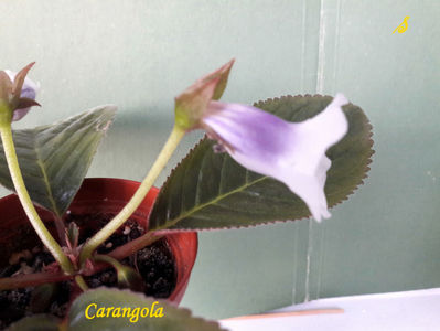 Carangola(6-06-2021)2