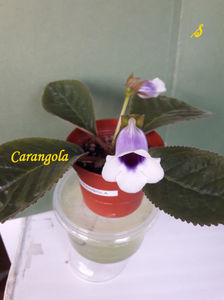 Carangola(6-06-2021)3