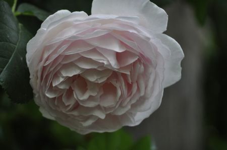 _DSC0302