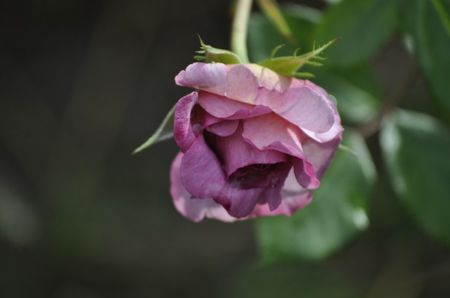 _DSC0311