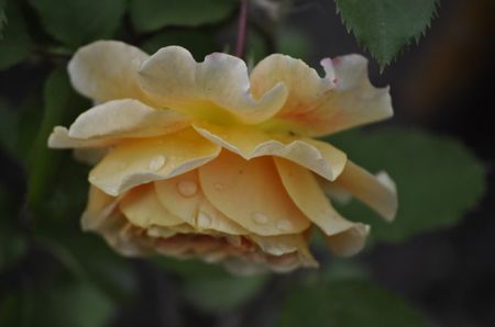 _DSC0320