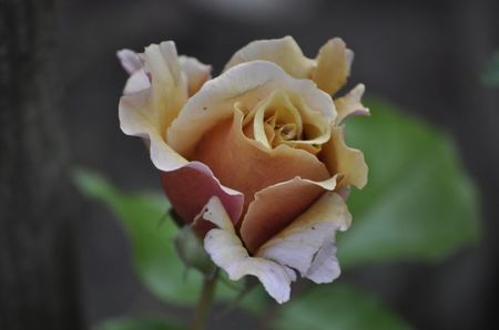 _DSC0328