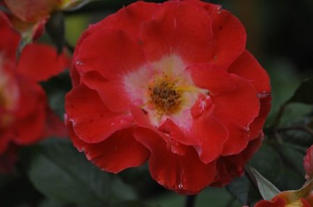 _DSC0368