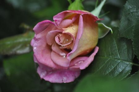 _DSC0375