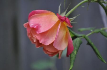 _DSC0391