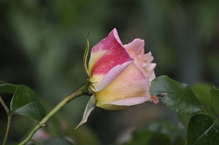 _DSC0406