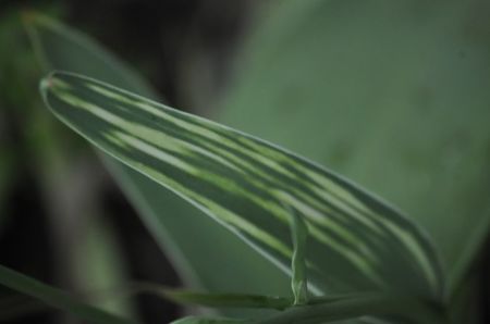 _DSC0424