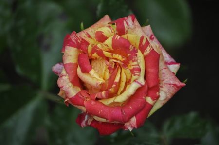 _DSC0427