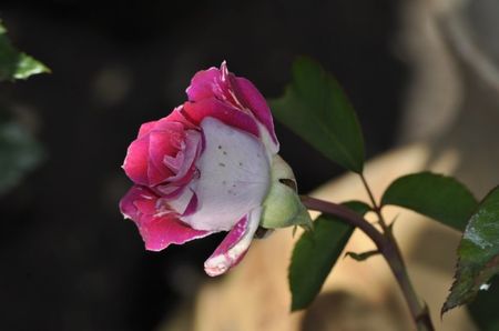 _DSC0006