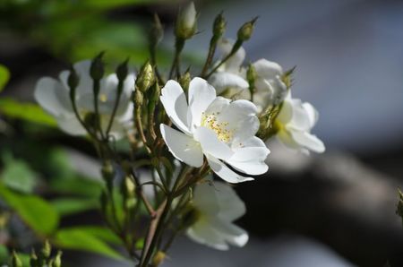 _DSC0068