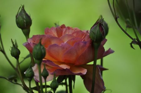 _DSC0083