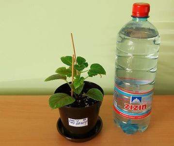; Pet-ul de apa de 1 Litru este pentru a va seama de dimensiunea plantei.
