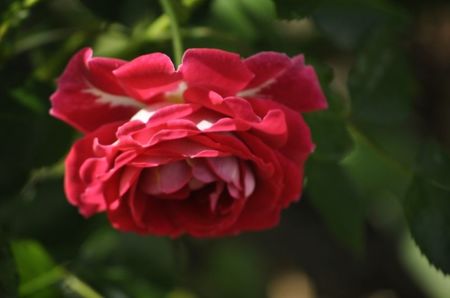 _DSC0467