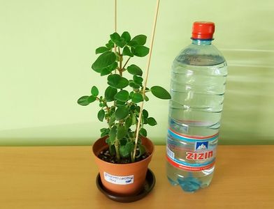 ; Pet-ul de apa de 1 Litru este pentru a va da seama de dimensiunea plantei.
