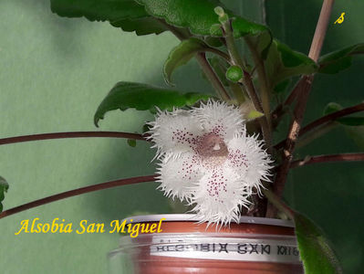 Alsobia San Miguel(12-06--2021)1