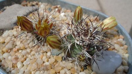 Echinocereus davisii brevispinus & Echinocereus davisii