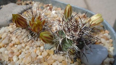 Echinocereus davisii brevispinus & Echinocereus davisii