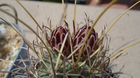 Glandulicactus (Sclerocactus) wrightii