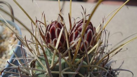 Glandulicactus (Sclerocactus) wrightii