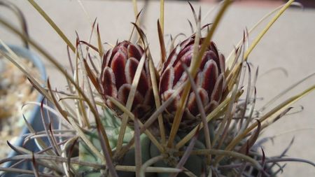 Glandulicactus (Sclerocactus) wrightii