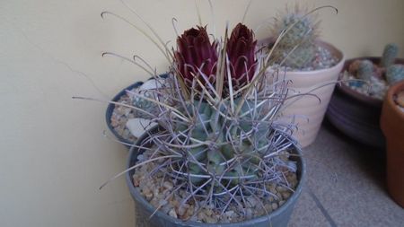 Glandulicactus (Sclerocactus) wrightii