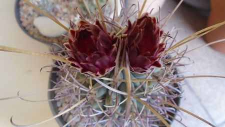 Glandulicactus (Sclerocactus) wrightii