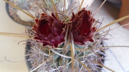 Glandulicactus (Sclerocactus) wrightii