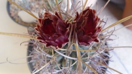 Glandulicactus (Sclerocactus) wrightii