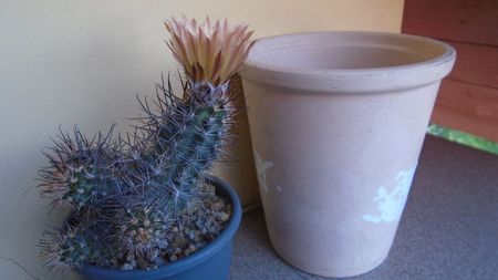 Austrocactus patagonicus (Austrocactus bertinii) (-20 C)