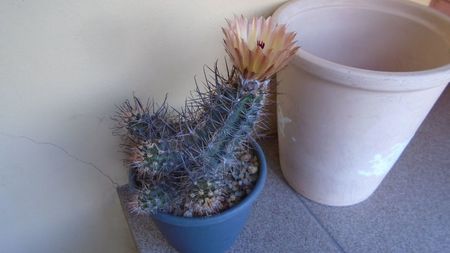 Austrocactus patagonicus (Austrocactus bertinii) (-20 C)