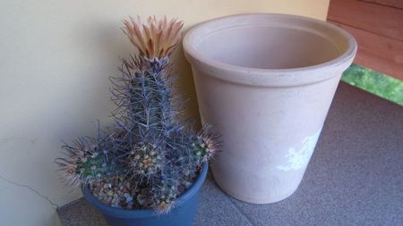 Austrocactus patagonicus (Austrocactus bertinii) (-20 C)