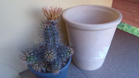 Austrocactus patagonicus (Austrocactus bertinii) (-20 C)