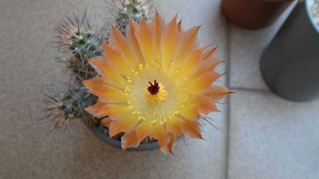 Austrocactus patagonicus (Austrocactus bertinii) (-20 C)