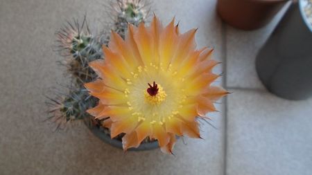 Austrocactus patagonicus (Austrocactus bertinii) (-20 C)