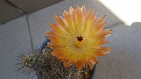 Austrocactus patagonicus (Austrocactus bertinii) (-20 C)