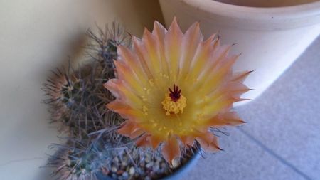 Austrocactus patagonicus (Austrocactus bertinii) (-20 C)