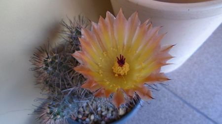 Austrocactus patagonicus (Austrocactus bertinii) (-20 C)