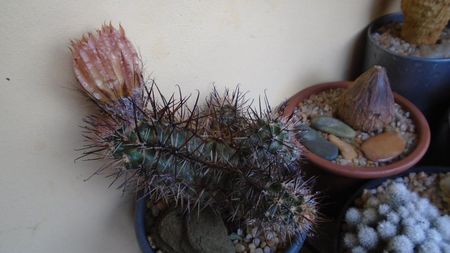 Austrocactus patagonicus (Austrocactus bertinii) (-20 C)