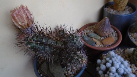 Austrocactus patagonicus (Austrocactus bertinii) (-20 C)