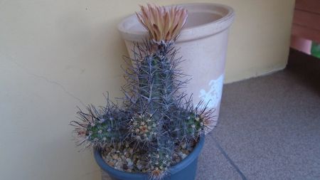 Austrocactus patagonicus (Austrocactus bertinii) (-20 C)