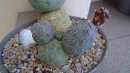 Tephrocactus geometricus