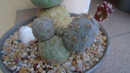 Tephrocactus geometricus