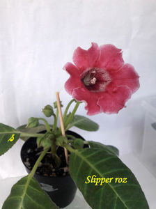 Slipper roz(13-06-2021)