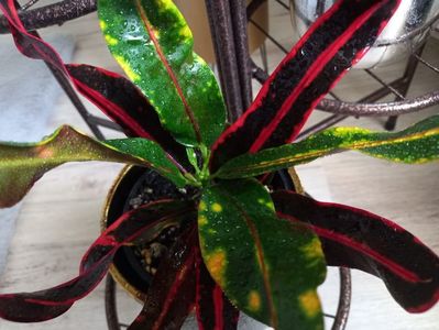 Codiaeum variegatum Mammy Red